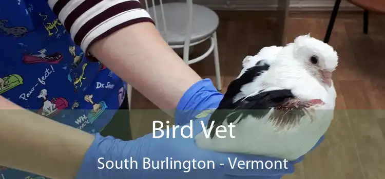 Bird Vet South Burlington - Vermont