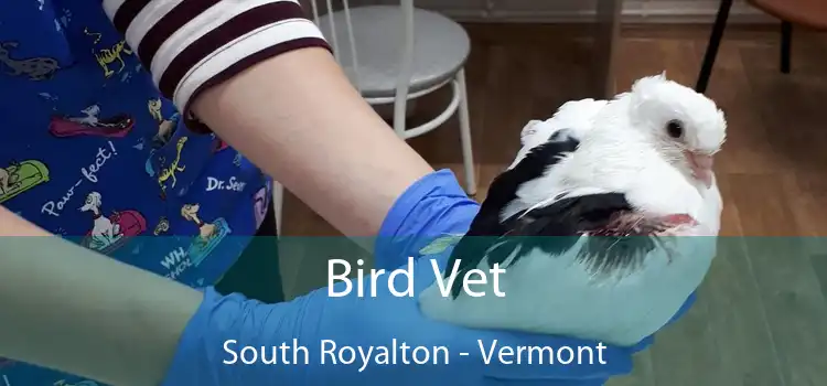 Bird Vet South Royalton - Vermont