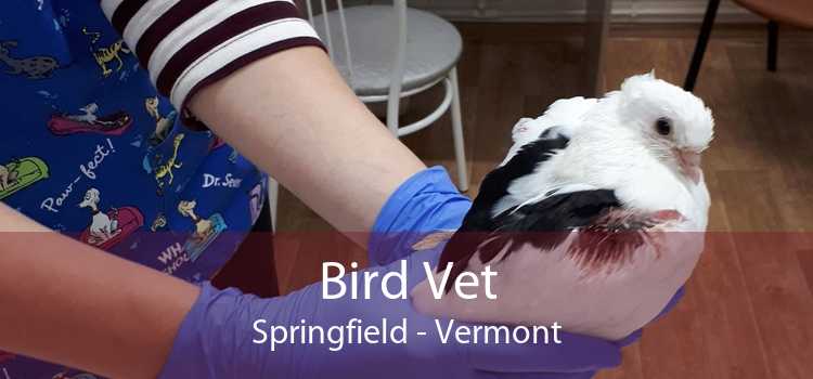 Bird Vet Springfield - Vermont