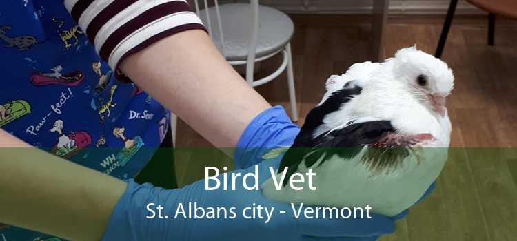 Bird Vet St. Albans city - Vermont