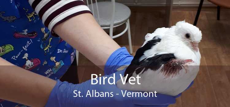 Bird Vet St. Albans - Vermont