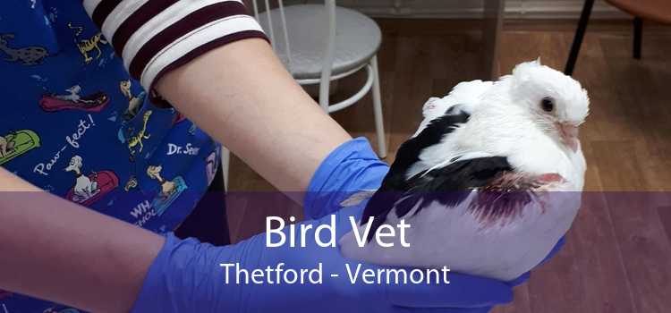 Bird Vet Thetford - Vermont