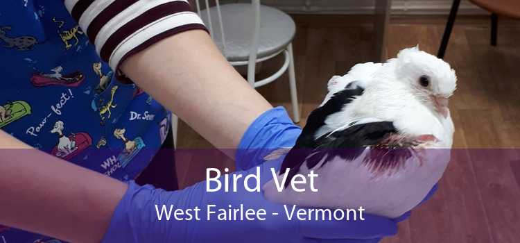 Bird Vet West Fairlee - Vermont