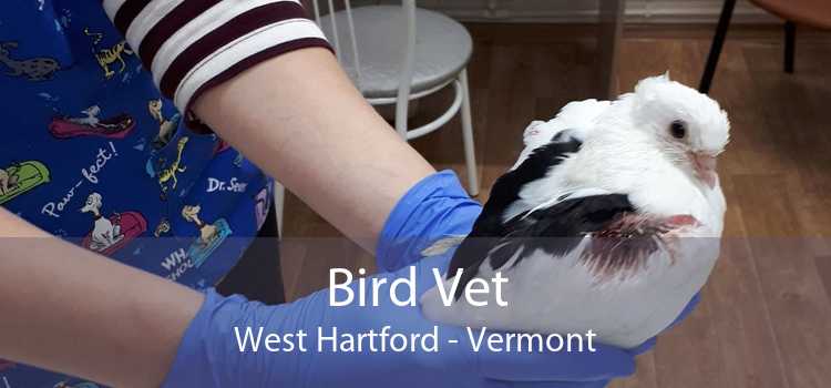 Bird Vet West Hartford - Vermont