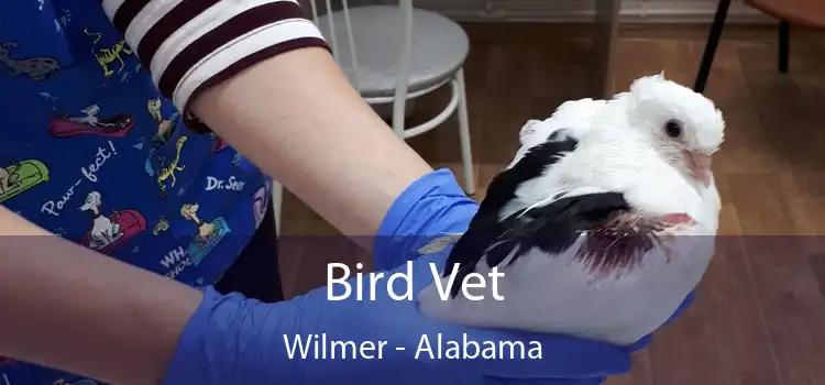 Bird Vet Wilmer - Alabama