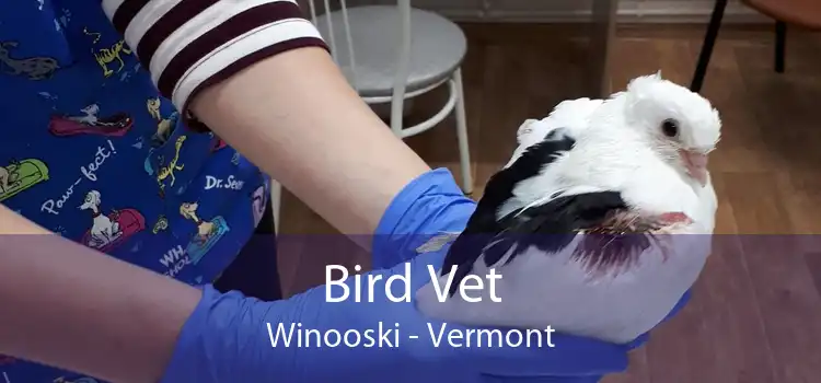 Bird Vet Winooski - Vermont
