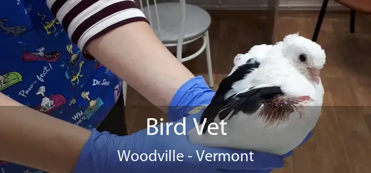 Bird Vet Woodville - Vermont