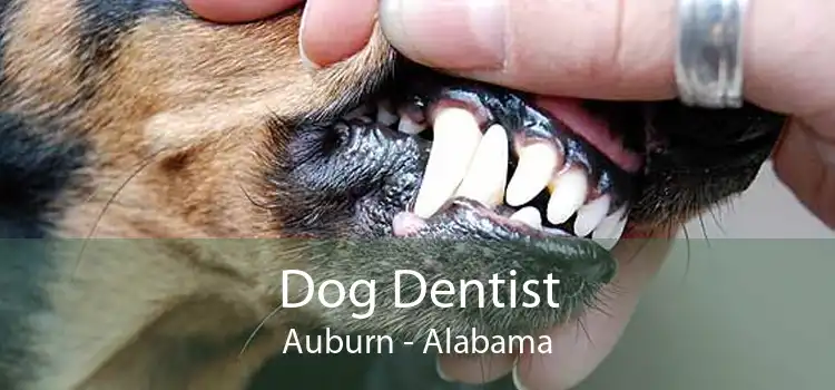 Dog Dentist Auburn - Alabama