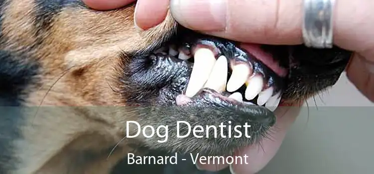 Dog Dentist Barnard - Vermont