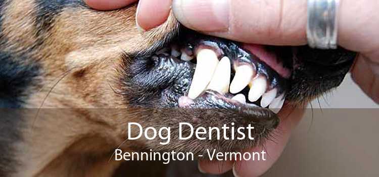 Dog Dentist Bennington - Vermont