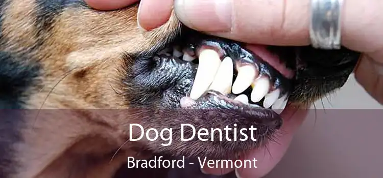 Dog Dentist Bradford - Vermont