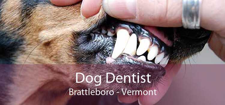 Dog Dentist Brattleboro - Vermont