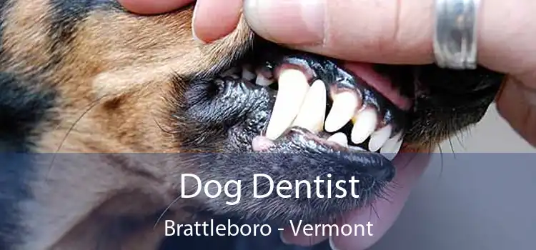 Dog Dentist Brattleboro - Vermont