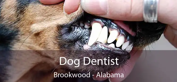 Dog Dentist Brookwood - Alabama