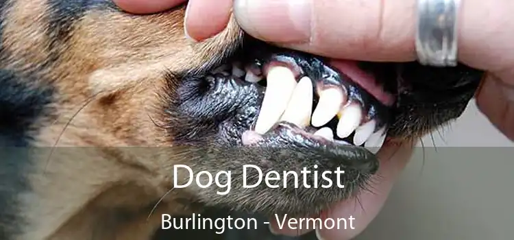 Dog Dentist Burlington - Vermont