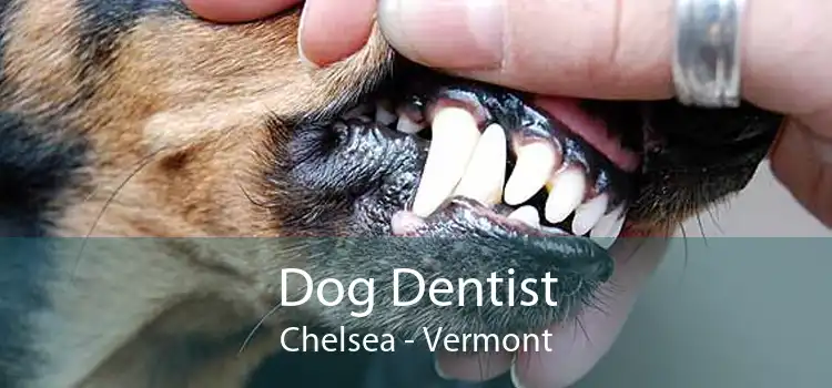 Dog Dentist Chelsea - Vermont