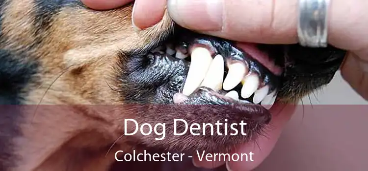 Dog Dentist Colchester - Vermont