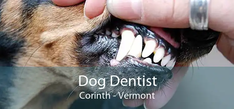 Dog Dentist Corinth - Vermont