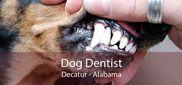 Dog Dentist Decatur - Alabama