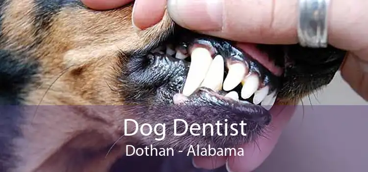 Dog Dentist Dothan - Alabama