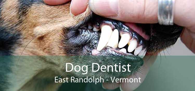 Dog Dentist East Randolph - Vermont