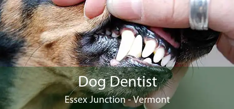 Dog Dentist Essex Junction - Vermont