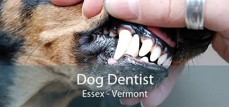 Dog Dentist Essex - Vermont