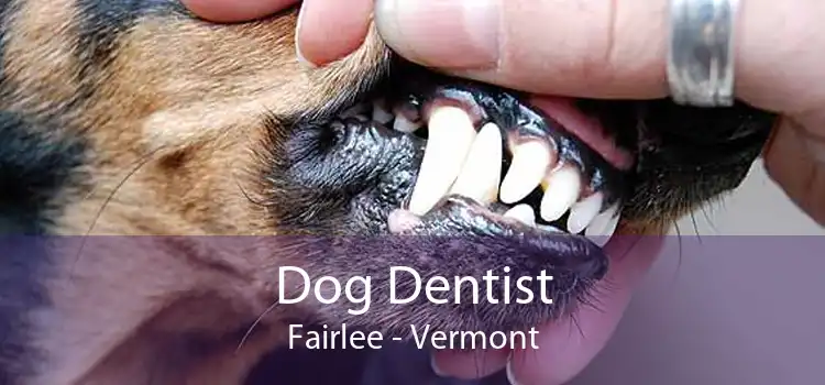 Dog Dentist Fairlee - Vermont