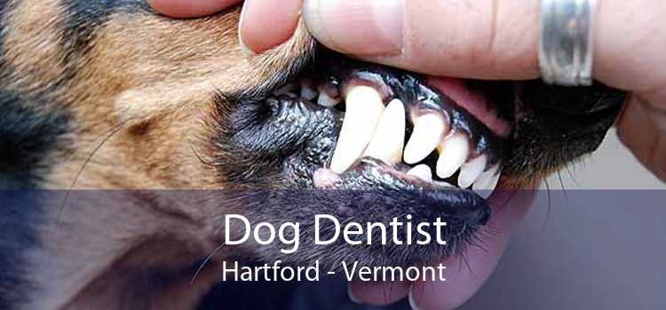 Dog Dentist Hartford - Vermont