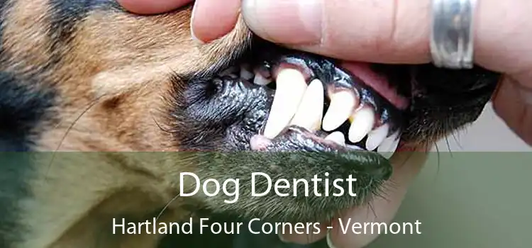 Dog Dentist Hartland Four Corners - Vermont