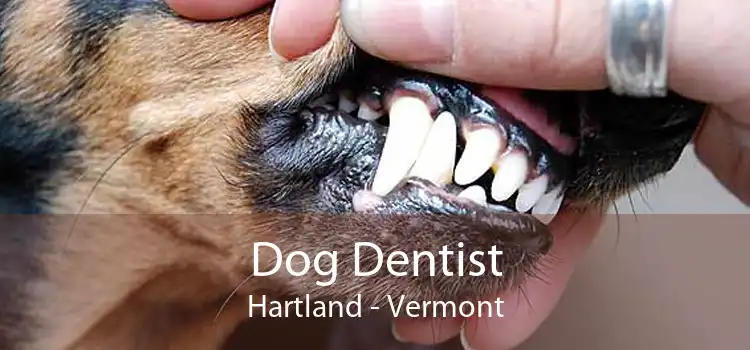 Dog Dentist Hartland - Vermont