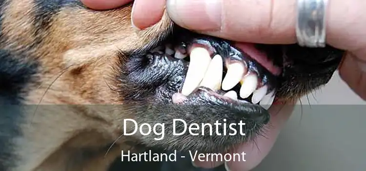 Dog Dentist Hartland - Vermont