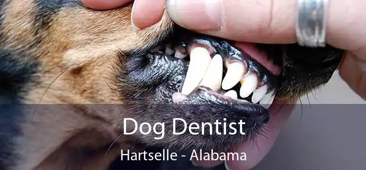 Dog Dentist Hartselle - Alabama