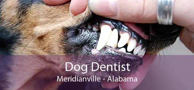 Dog Dentist Meridianville - Alabama