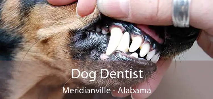 Dog Dentist Meridianville - Alabama