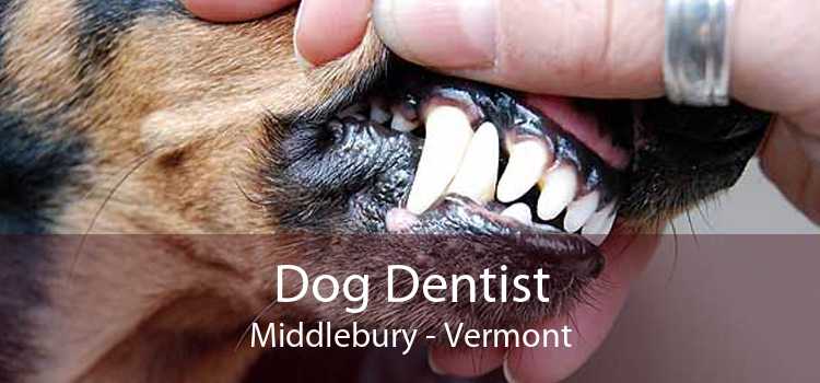 Dog Dentist Middlebury - Vermont