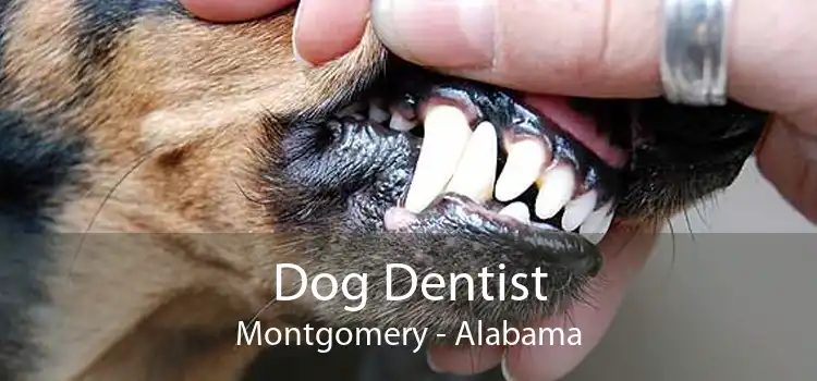 Dog Dentist Montgomery - Alabama