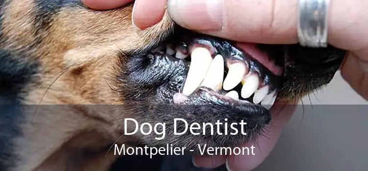 Dog Dentist Montpelier - Vermont