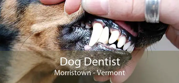 Dog Dentist Morristown - Vermont