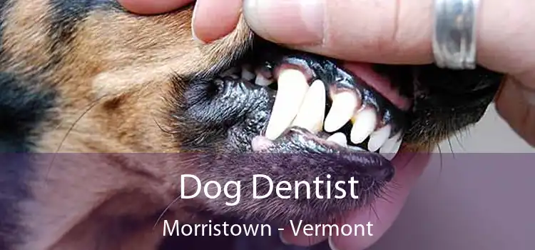 Dog Dentist Morristown - Vermont