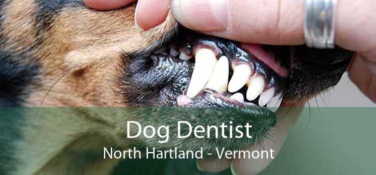Dog Dentist North Hartland - Vermont