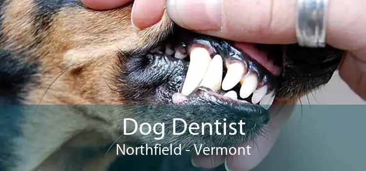 Dog Dentist Northfield - Vermont