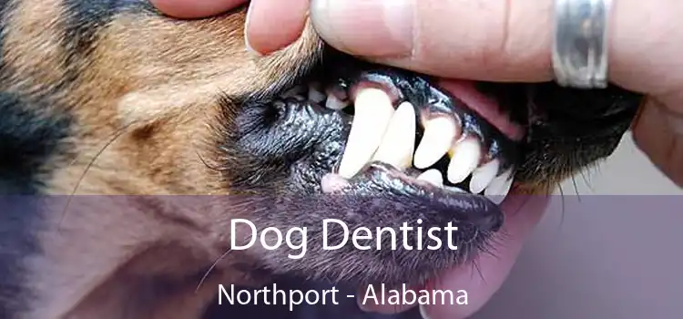 Dog Dentist Northport - Alabama