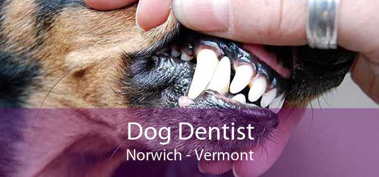 Dog Dentist Norwich - Vermont