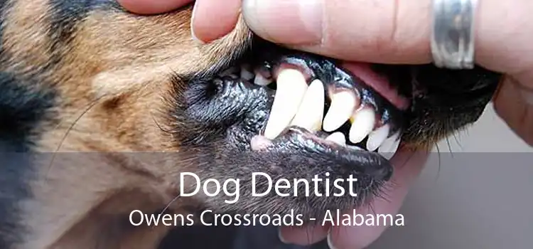Dog Dentist Owens Crossroads - Alabama
