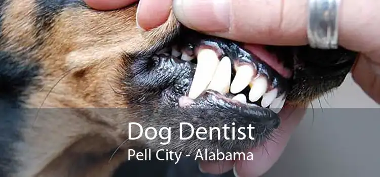 Dog Dentist Pell City - Alabama