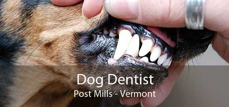 Dog Dentist Post Mills - Vermont
