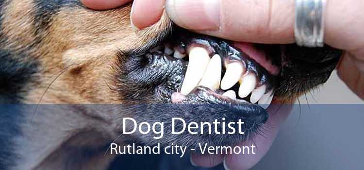 Dog Dentist Rutland city - Vermont