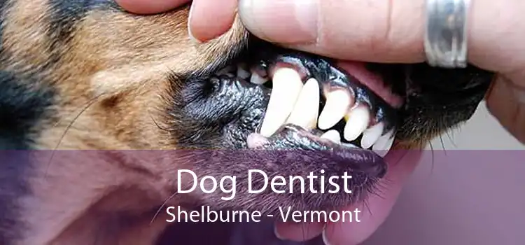 Dog Dentist Shelburne - Vermont