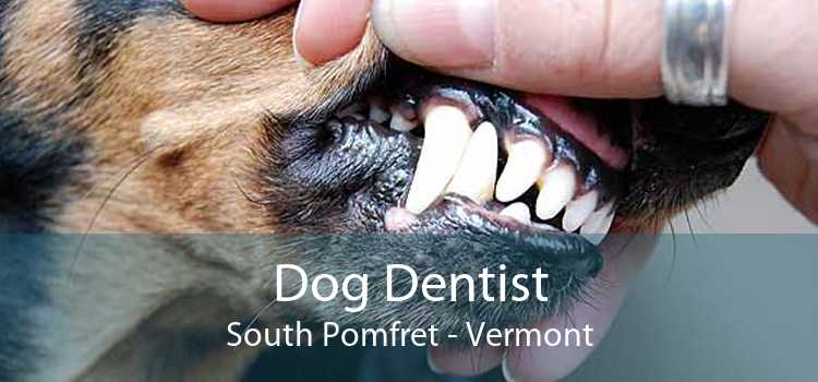 Dog Dentist South Pomfret - Vermont